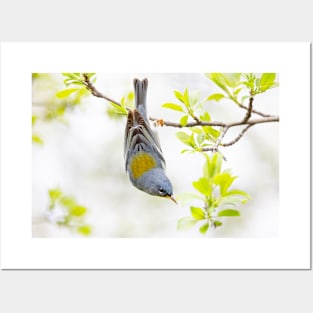 Northern Parula perched on branch in spring in Ottawa, Canada Posters and Art